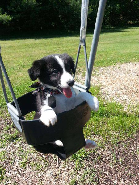Un chiot qui adore la balanoire!