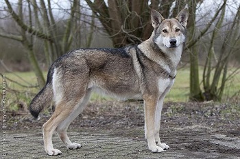 Chien Chien-loup de Saarloos
