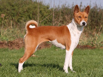 Chien Basenji