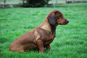 Chien Basset des Alpes