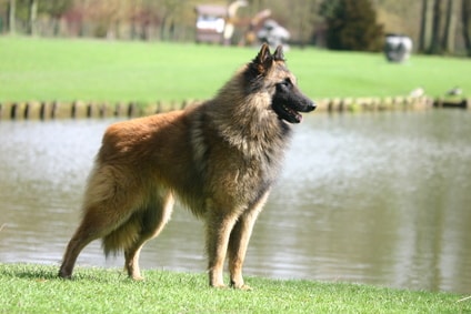 Chien Berger Belge Tervueren