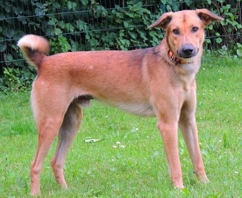 Chien Berger crole