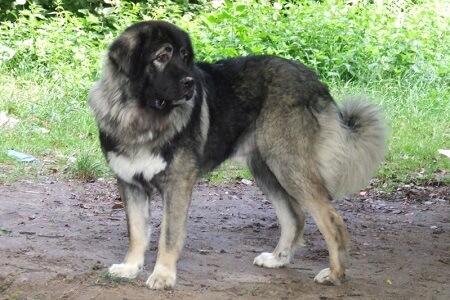 Chien Berger du Caucase