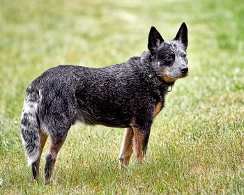 Chien Bouvier australien