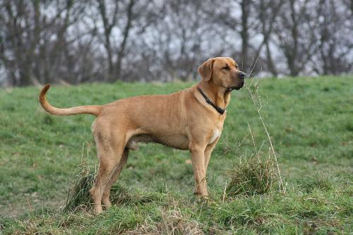 Chien Broholmer