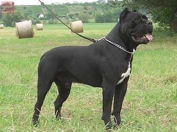 Chien Cane Corso