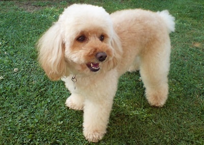 Chien Caniche