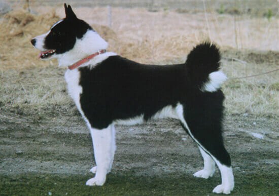 Chien Chien d