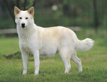 Chien Chien de Canaan