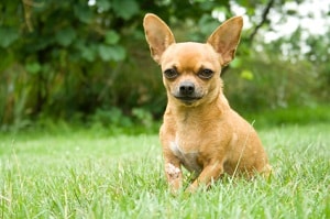Chien Chihuahua