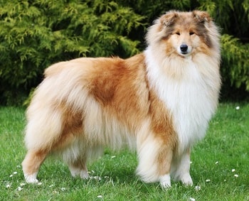 Chien Colley