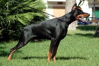 Chien Dobermann
