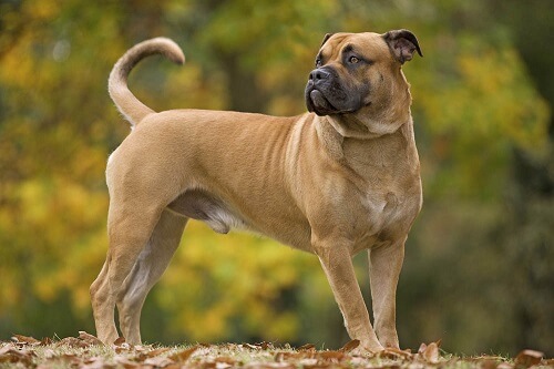 Chien Dogue de Majorque