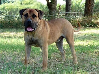 Chien Dogue des Canaries