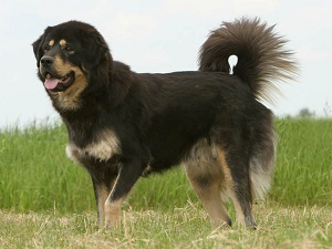 Chien Dogue du Tibet