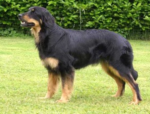 Chien Hovawart
