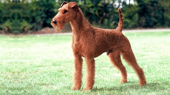Chien Irish Terrier