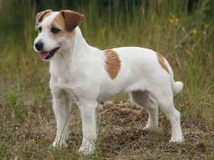 Chien Jack Russell terrier