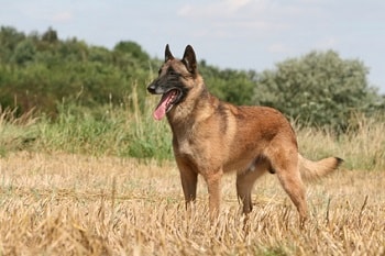 Chien Berger Belge Malinois