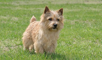 Chien Norwich Terrier