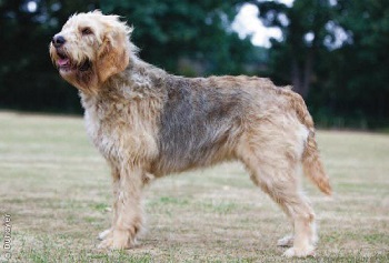 Chien Otterhound