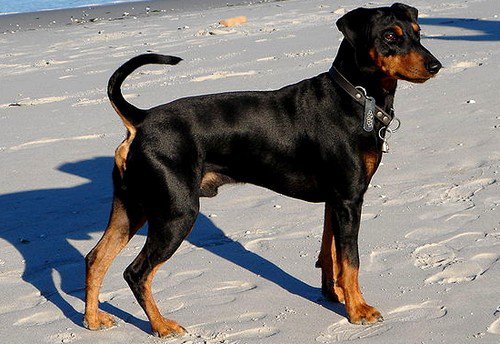 Chien Pinscher allemand