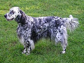 Chien Setter anglais