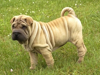 Chien Shar Pei