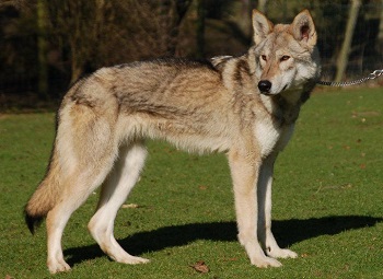 Chien Tamaskan
