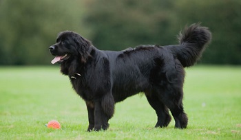 Chien Terre-neuve