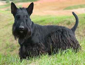Chien Terrier cossais