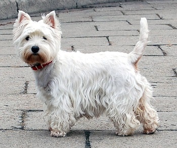 Chien West Highland White Terrier