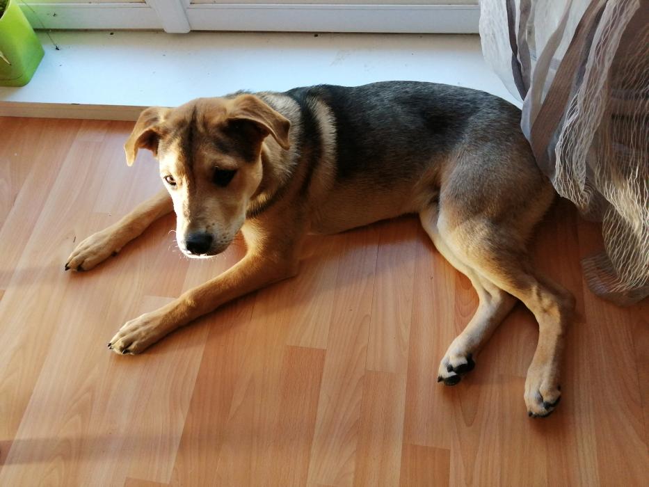 Border collie hot sale shar pei
