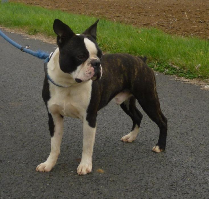 Boston terrier pure sales race