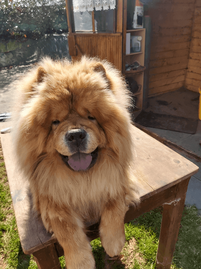 Chow chow pure online