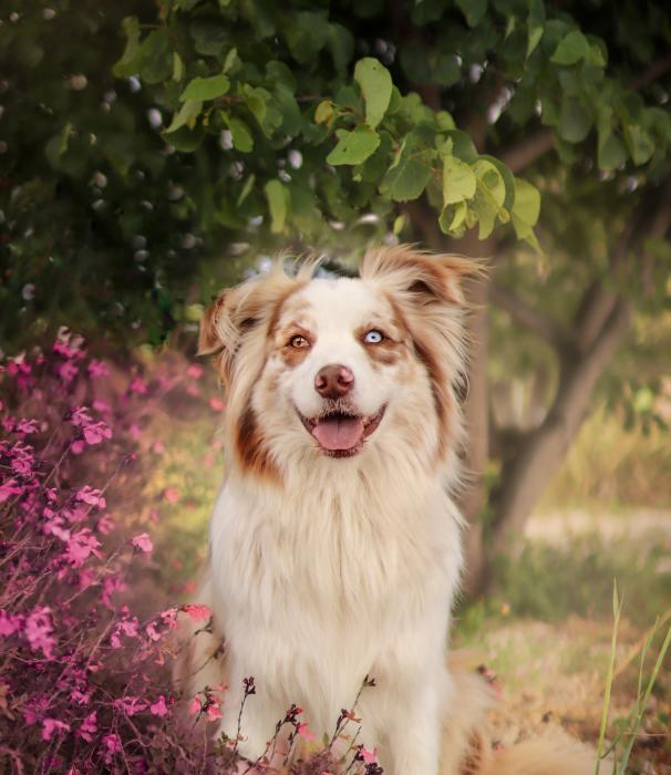 Photos de Peluche, chien Mâle Berger australien croisé Border Collie de 1 an