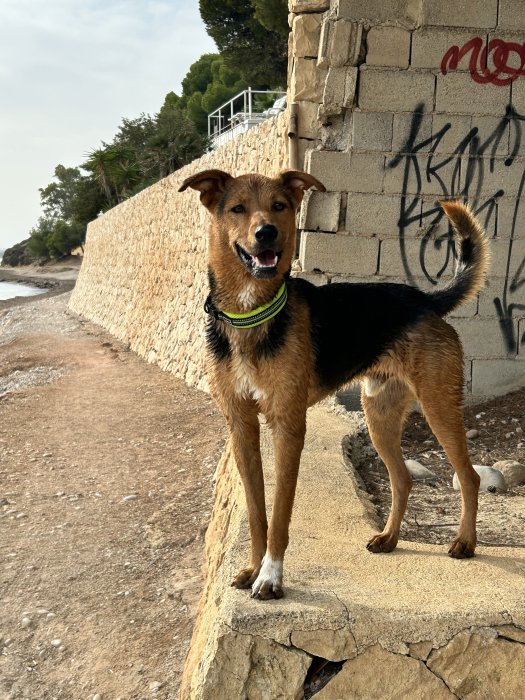 Photo n�1 - Le�n - Berger Belge Malinois crois� Rottweiler
