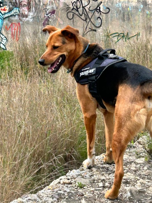 Photo n�4 - Le�n - Berger Belge Malinois crois� Rottweiler
