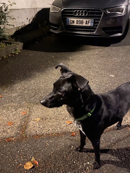 Photo n�2 - Alya - Labrador Retriever crois�e L�vrier