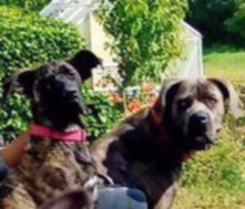 Photo n�1 - Youtwo - Cane Corso crois�e Berger Allemand
