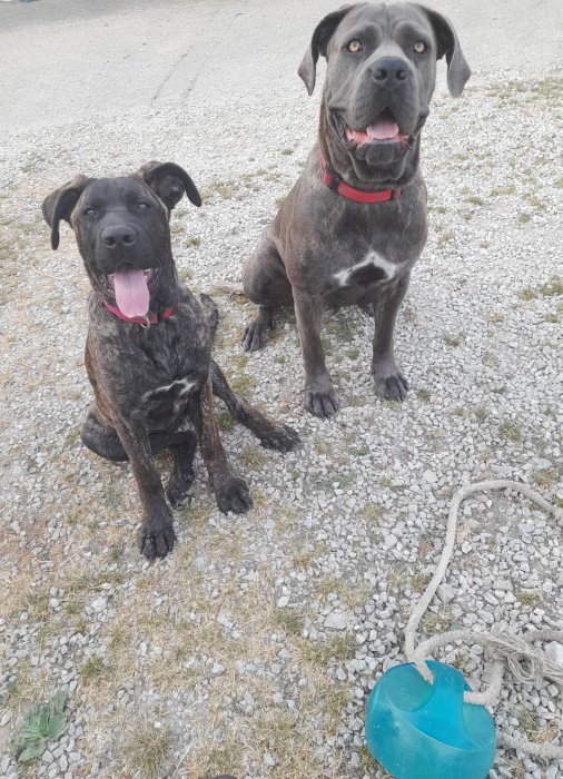 Photo n�3 - Youtwo - Cane Corso crois�e Berger Allemand