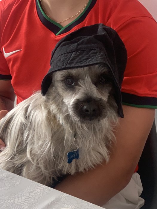Photo n�2 - Snoopy - Chihuahua crois� Yorkshire terrier