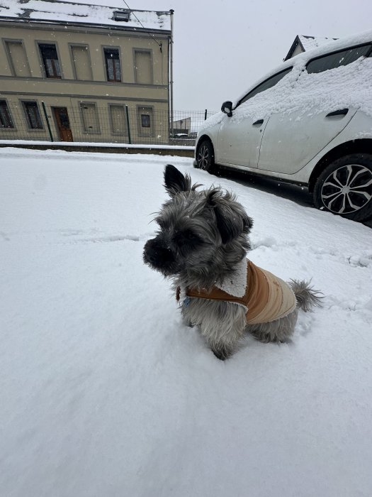 Photo n�3 - Snoopy - Chihuahua crois� Yorkshire terrier