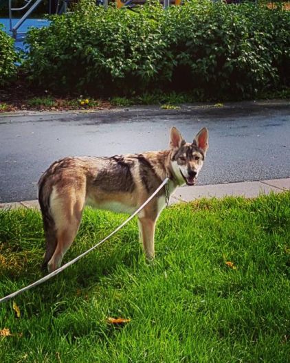 Photo de Malia, Chien-loup tch�coslovaque pure race
