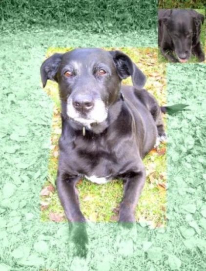 Photo de Mistral, Labrador Retriever pure race