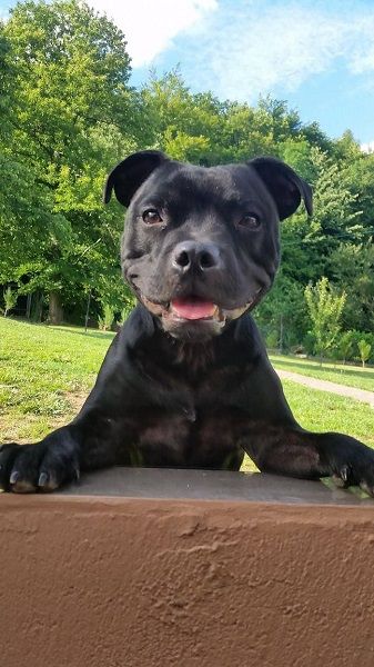Photo de Maalak, American Staffordshire terrier pure race