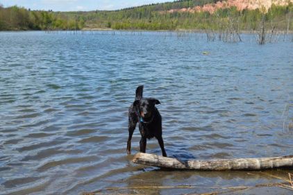 Photo de Iougo, Beauceron pure race