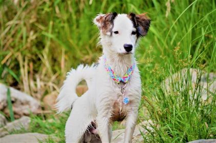 Photo de Maiko, Jack Russell terrier crois� Dalmatien