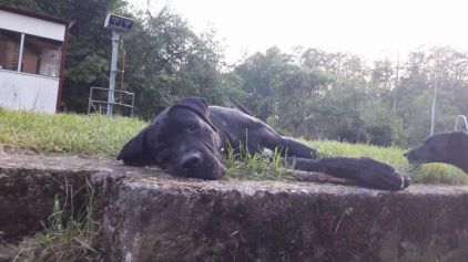 Photo de Maverick, Cane Corso pure race