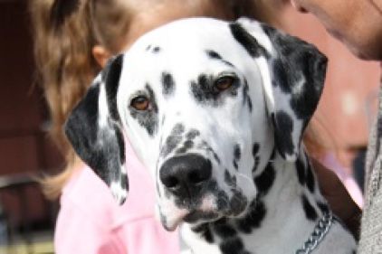 Photo d'Ella, Dalmatien pure race